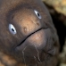 moray_whiteeyed_sp_phi_v_0002_tha0536.jpg